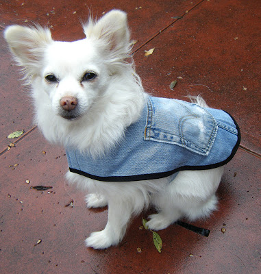 dog denim vest diy